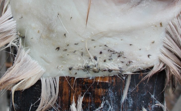 Ticks in Deer Hide