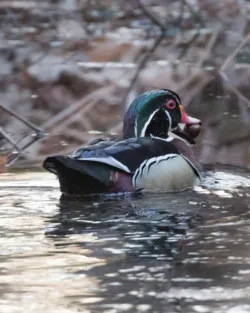 tig_duck_web.jpg