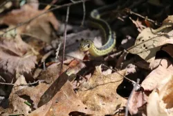 tig_snake_web.jpg