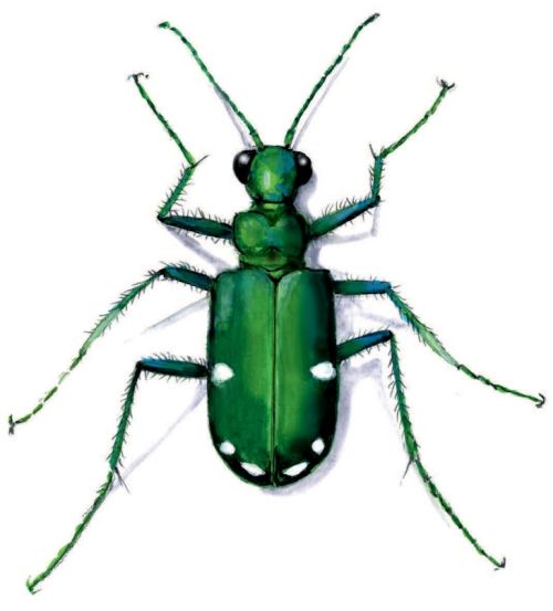 tiger-beetle-body.jpg