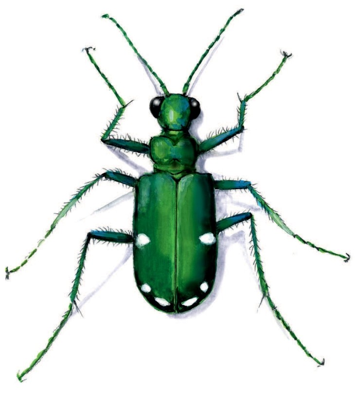 tiger-beetle-body.jpg