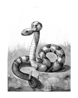 Timber_rattlesnake_1.jpg thumbnail