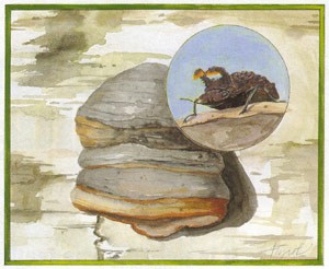 Tinder Polypore, Fomes fomentarius