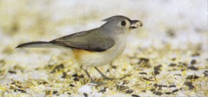 titmouse.jpg thumbnail