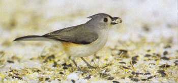 titmouse.jpg