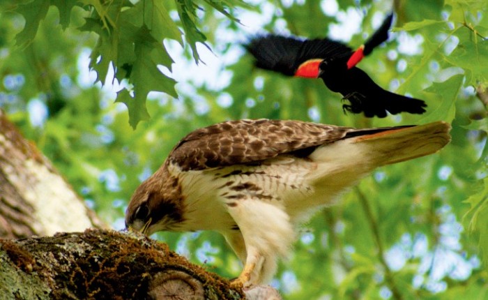 toomey_red_tailed_hawk.jpg thumbnail