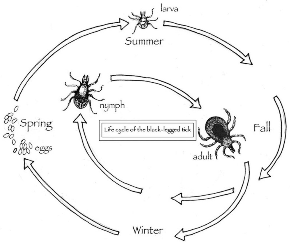 Tick-borne Diseases on the Rise thumbnail