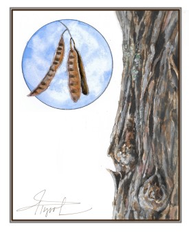 Black locust thumbnail