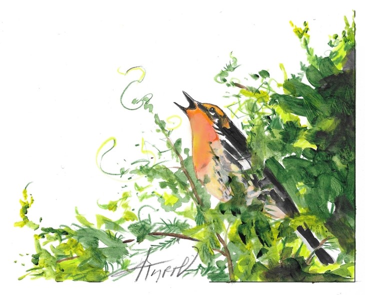 Blackburnian warblers