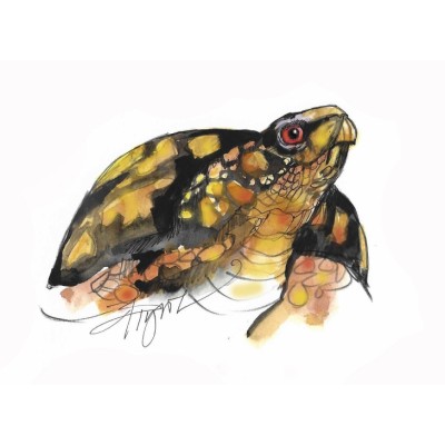 Boxturtle cover  by Adelaide Tyrol