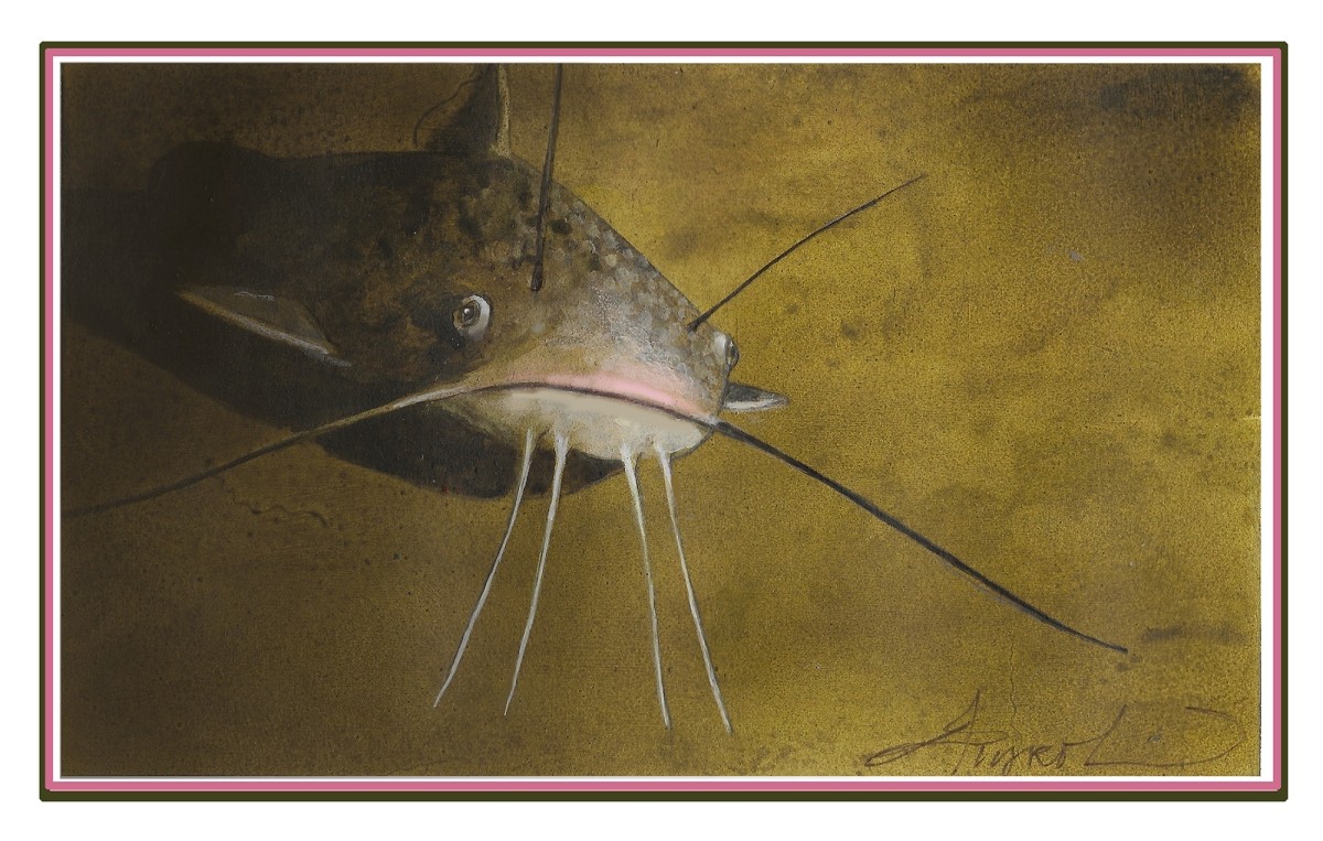 Catfish