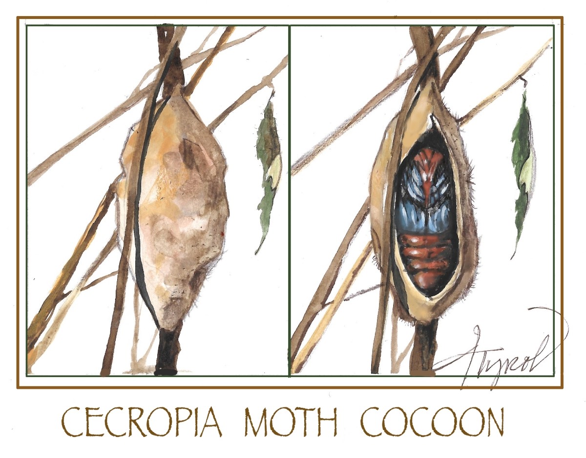 Cecropia moth cocoon