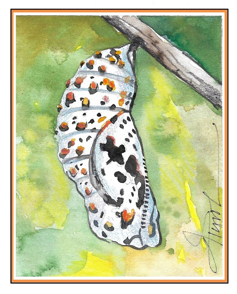 Checkerspot