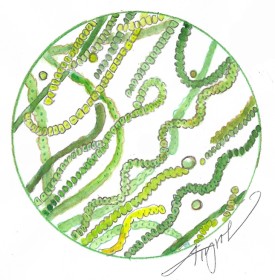 Cyanobacteria thumbnail