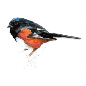 Eastern towhee thumbnail