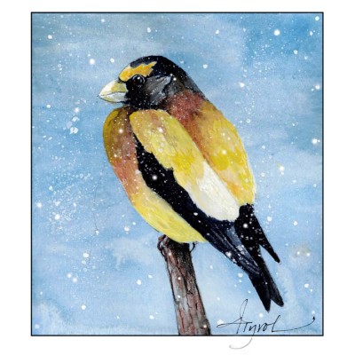 Evening grosbeak cover  by Adelaide Tyrol