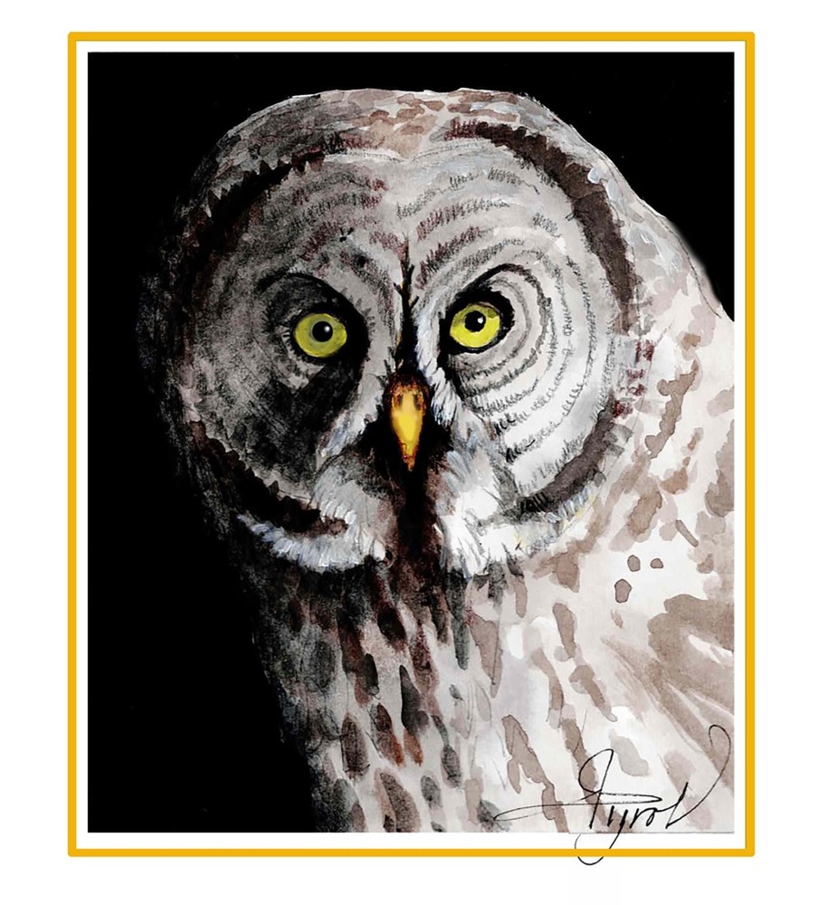 Great gray owl