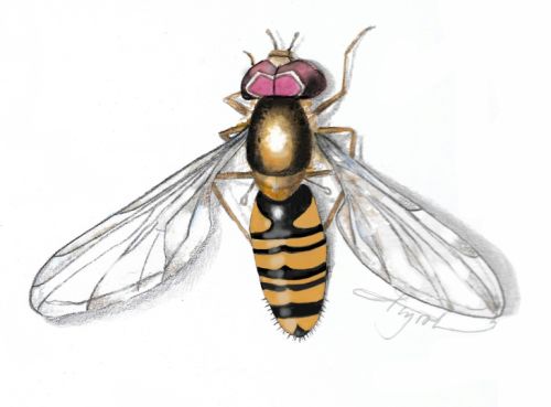 Hover fly