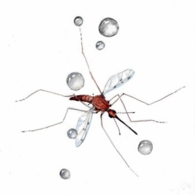 Mosquitos in rain cover  by Adelaide Tyrol