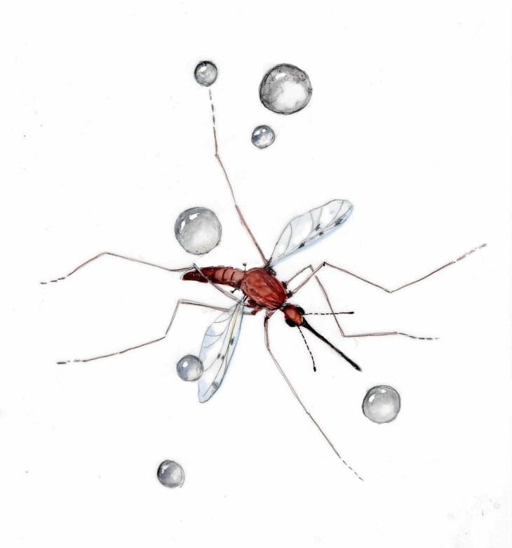 Mosquitos in rain