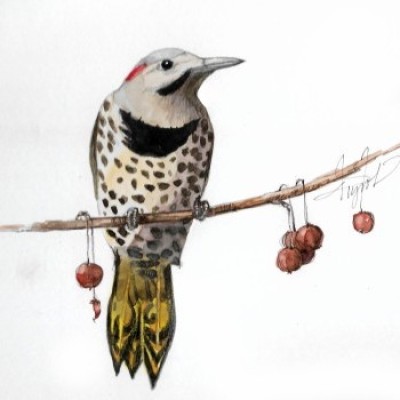 Northern flicker cover  by Adelaide Tyrol