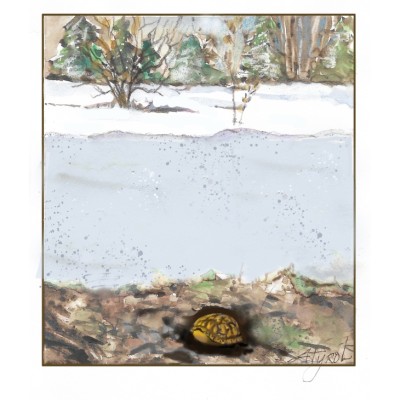 Overwintering turtles cover  by Adelaide Tyrol