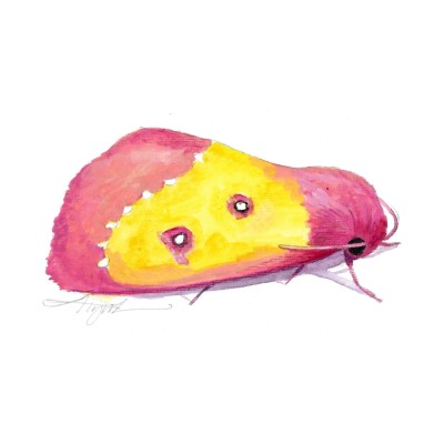 Pink star moth cover  by Adelaide Tyrol