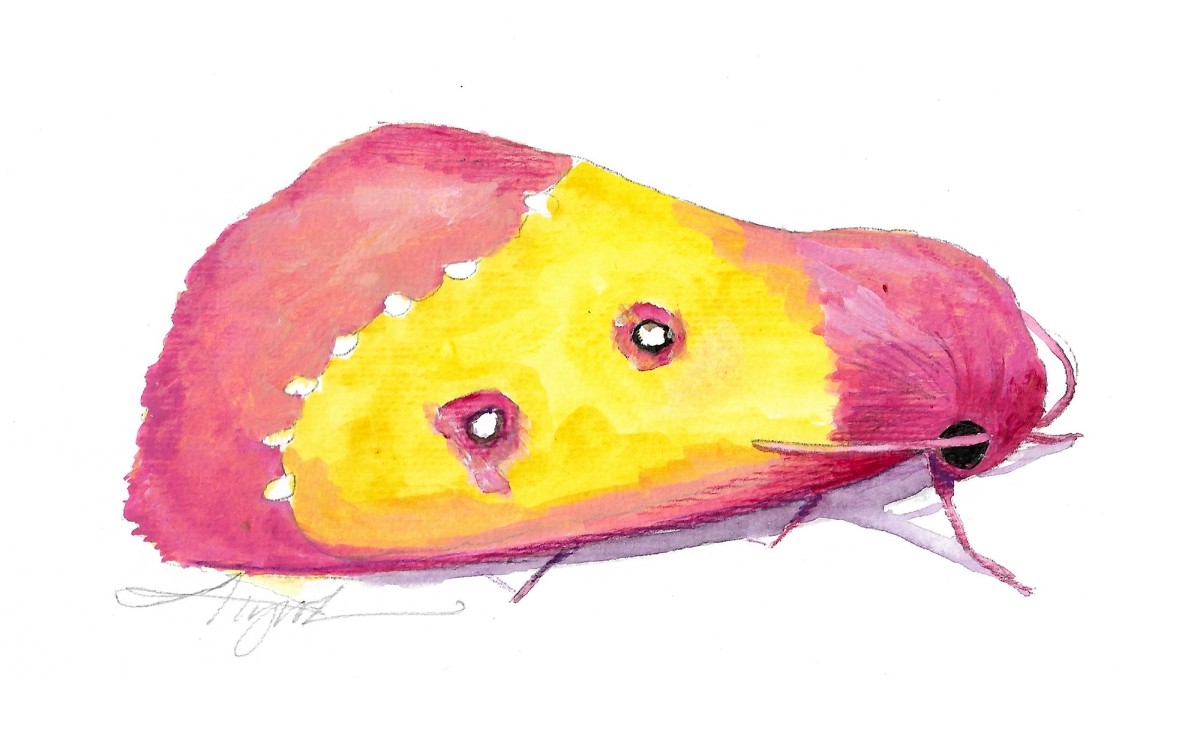 Pink star moth