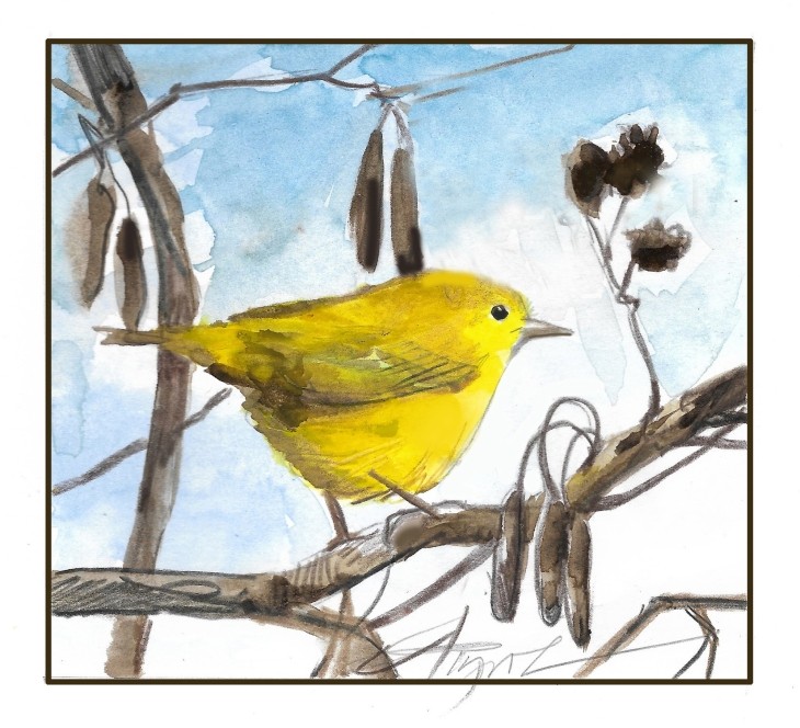 Shrub swamp bird