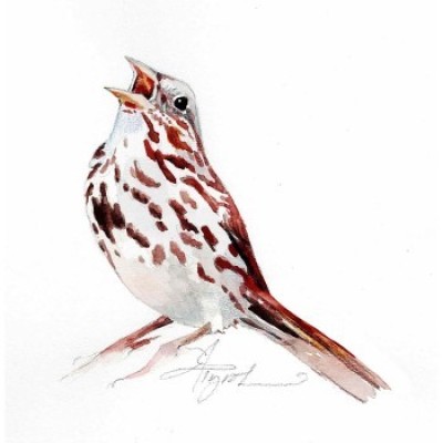 Song sparrow cover  by Adelaide Tyrol