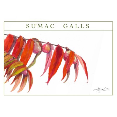 Sumac galls cover  by Adelaide Tyrol