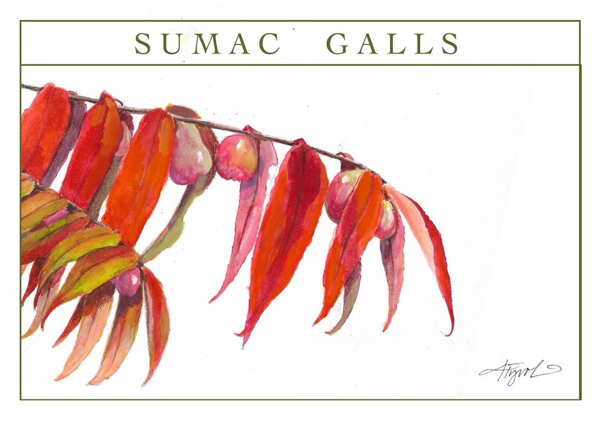 Sumac galls