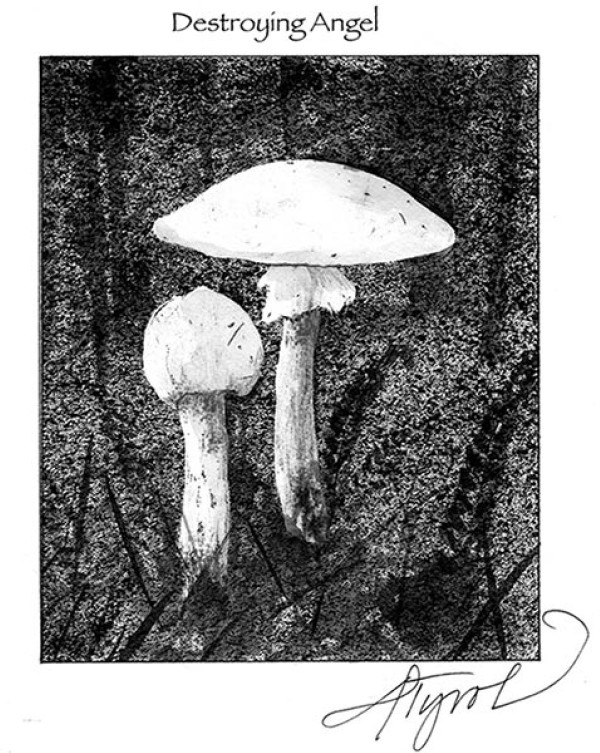 Amanita Aura