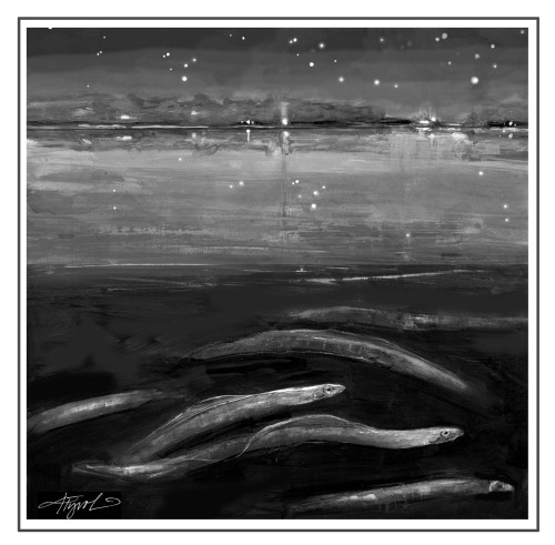 American Eels on the Move in Autumn thumbnail