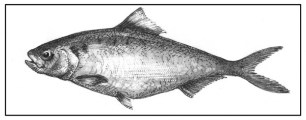 Fish Scales and the American Shad