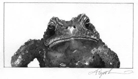 TOS_American_Toad_w.jpg thumbnail