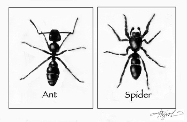 Ant-mimic Spiders: Masters of Disguise