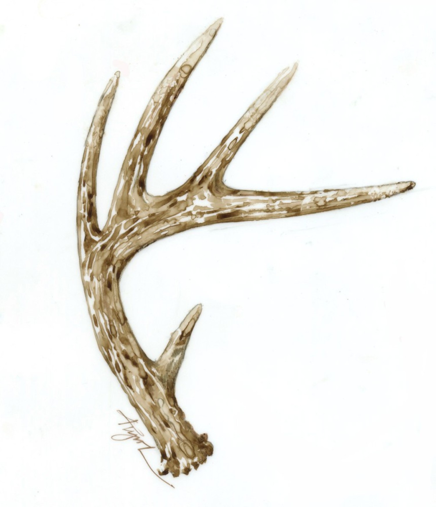 All About Antlers | The Outside Story, image size:1500x1744