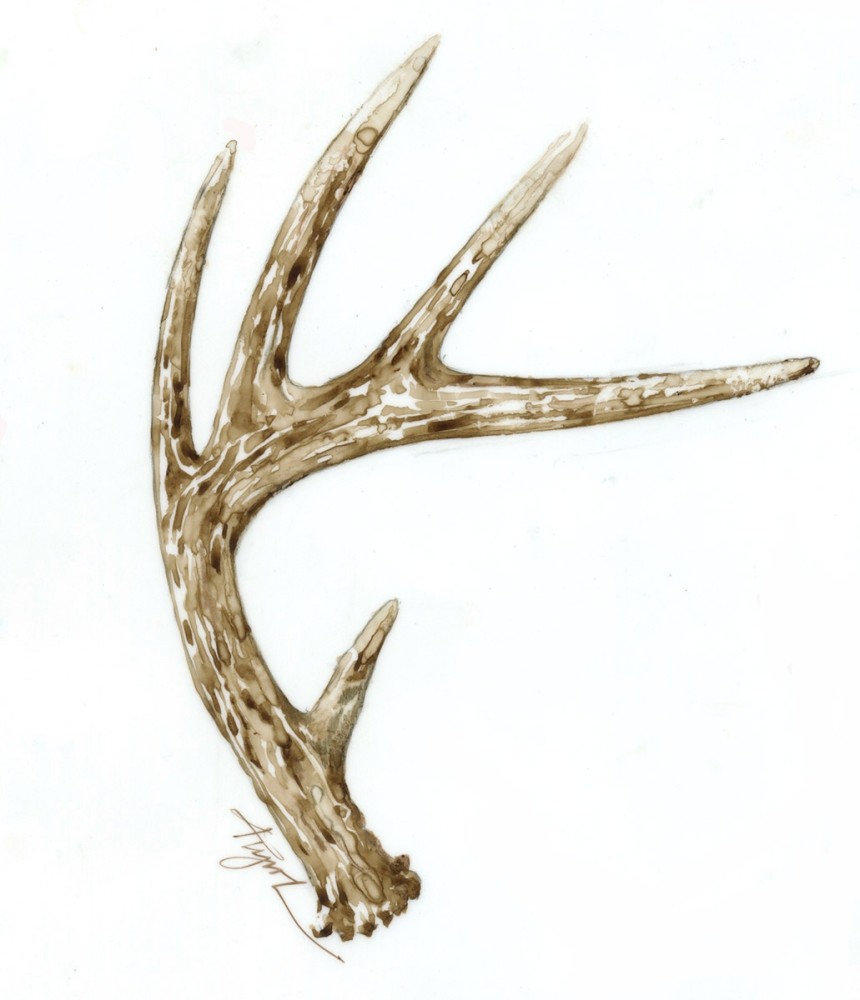 All About Antlers thumbnail