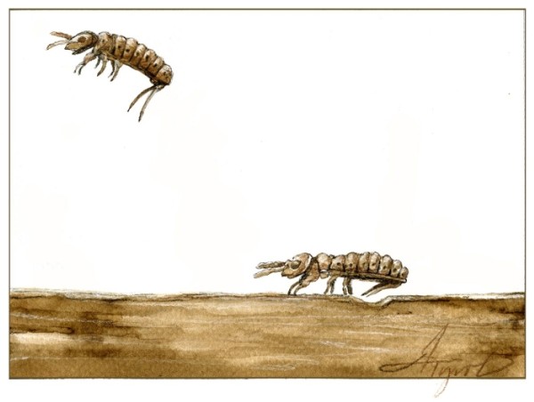 Springtails: Tiggers of the Invertebrate World