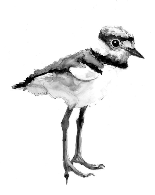 Killdeer – The Pasture Plover thumbnail