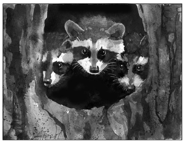 Spring Raccoons