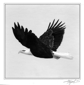 TOS_Bald_Eagle_web.jpg thumbnail
