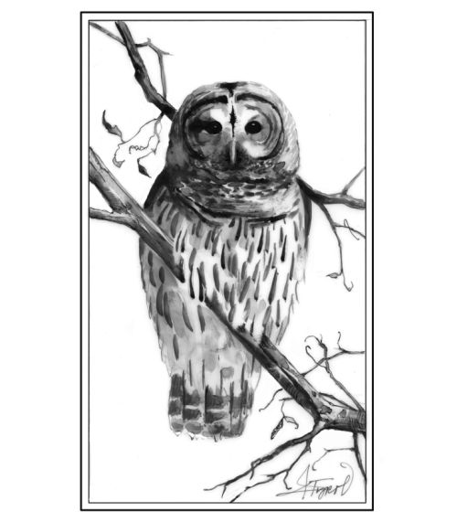 Barred owl
