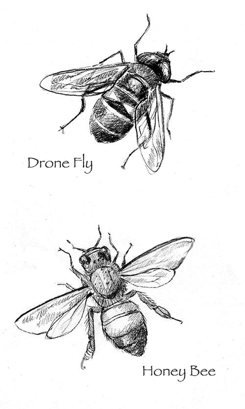 Bee Mimics: Their Buzz is Worse Than Their Sting thumbnail