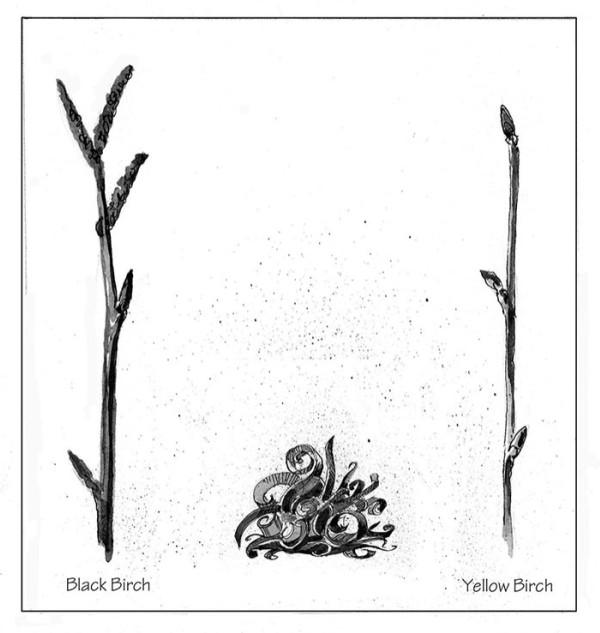 Tasty Teas (and More) from Trees: Black and Yellow Birch