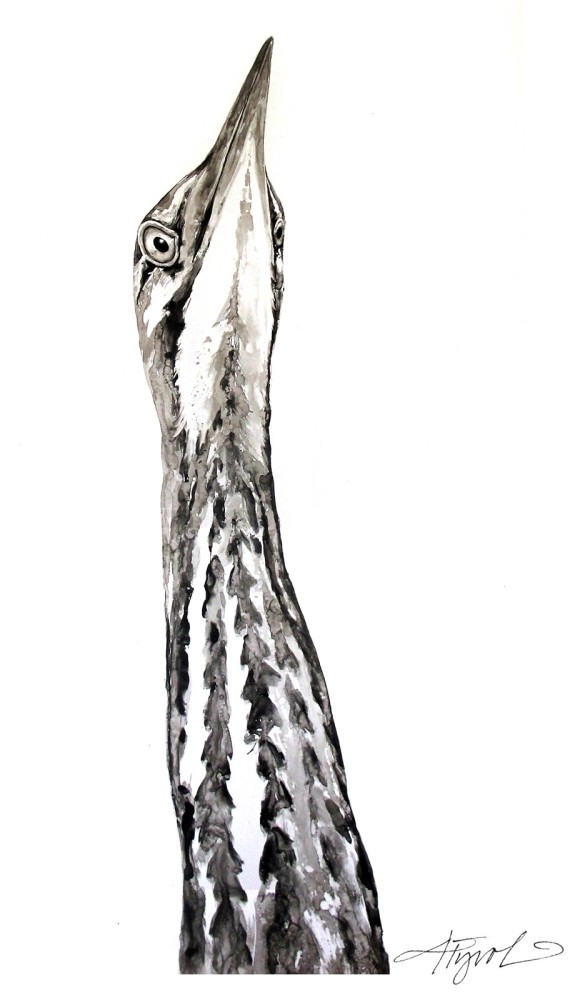 Bittern