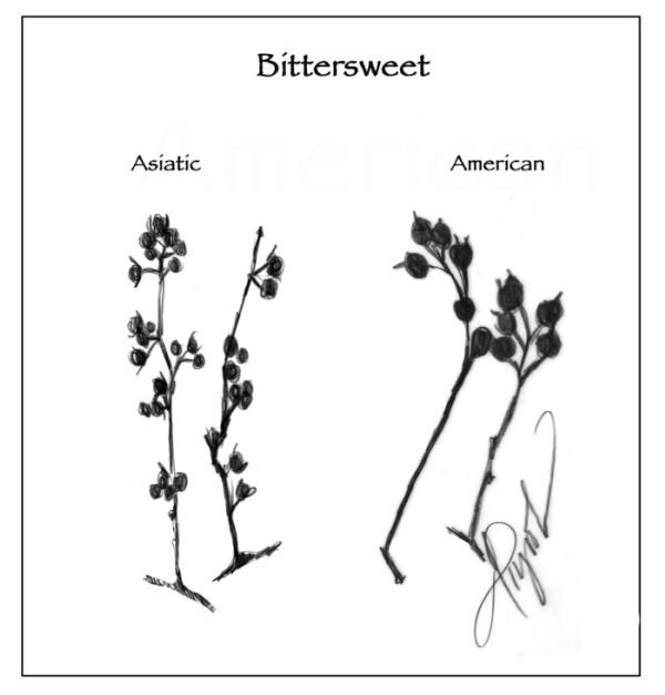 Asiatic Bittersweet: Festive, but Invasive