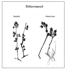 Asiatic Bittersweet thumbnail