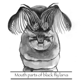 Black flies thumbnail
